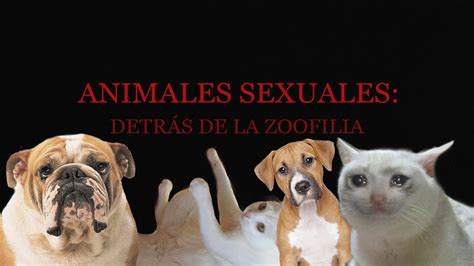 videos de zoofilia gratis